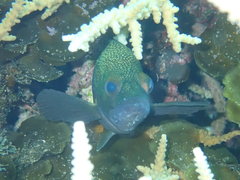 Epinephelidae