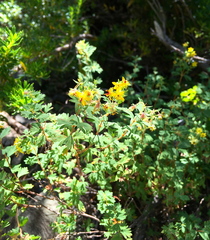 Balbisia gracilis