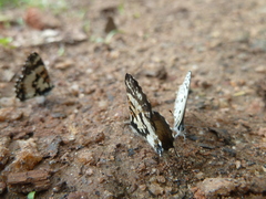 Uranothauma falkensteinii