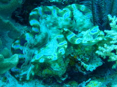 Tridacna squamosa