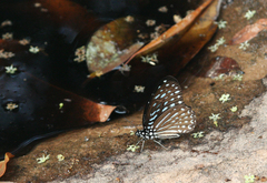 Graphium megarus
