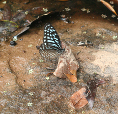Graphium megarus
