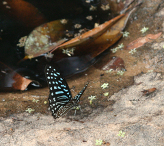 Graphium megarus