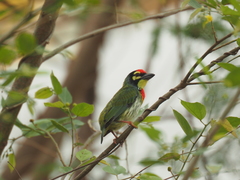 Psilopogon haemacephalus