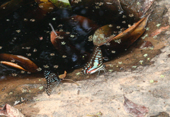 Graphium megarus