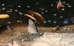 Graphium megarus