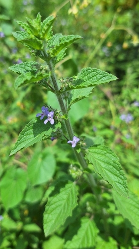 Wide Spikenard