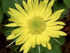 Doronicum caucasicum