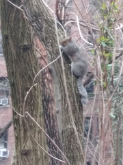Sciurus carolinensis