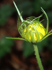Doronicum caucasicum