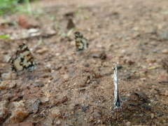 Uranothauma falkensteinii