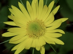Doronicum caucasicum