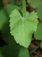 Doronicum caucasicum