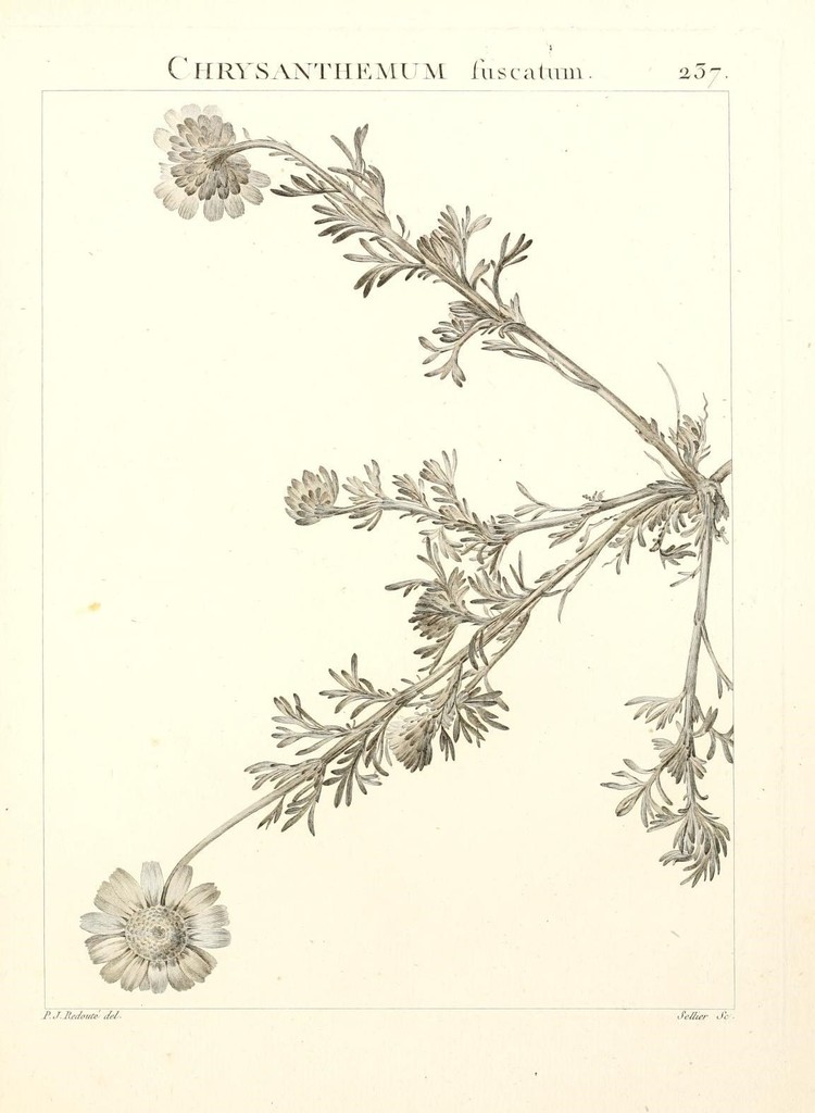 Heteromera