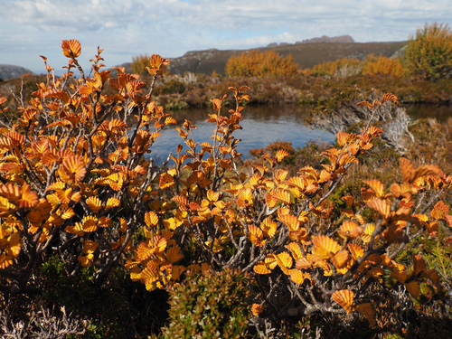 Nothofagus gunnii (Nothofagus gunnii)