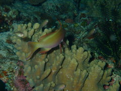 Pseudanthias huchtii