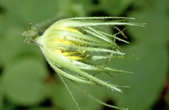 Doronicum caucasicum