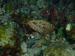 Cephalopholis cyanostigma