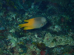 Neoglyphidodon nigroris