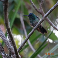 Saucerottia cyanifrons