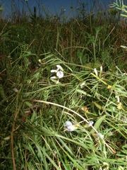 Vicia pampicola