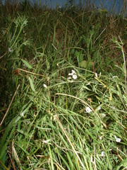 Vicia pampicola