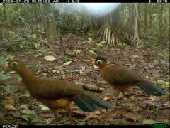 Nocturnal Curassow photo 4