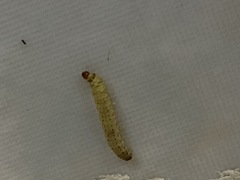 Lepidoptera