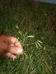Vicia pampicola