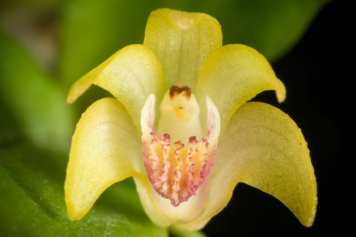 Clausa Orchid