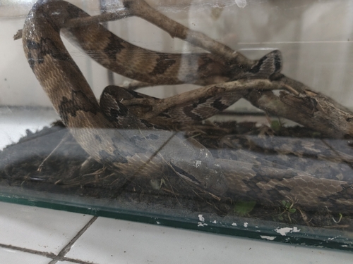 Boiga cynodon