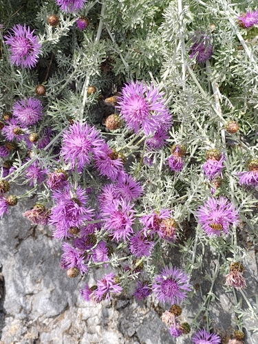 Centaurea cineraria