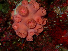 Tubastraea