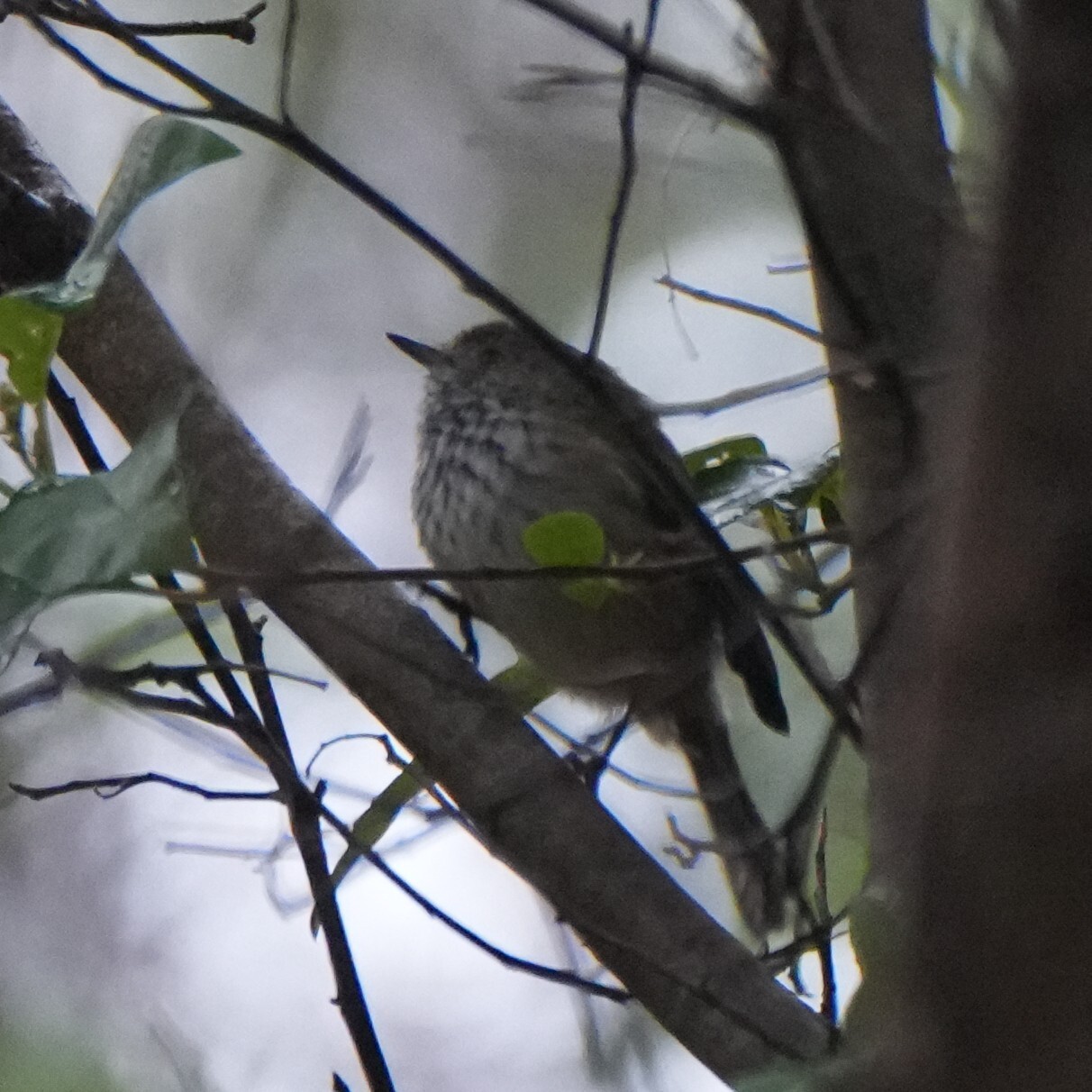 Inland Thornbill (Acanthiza apicalis), photo 4