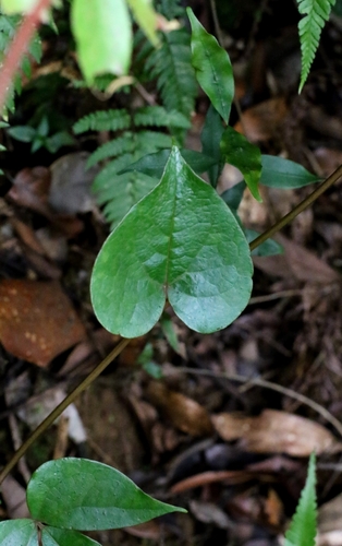 Sargentodoxa cuneata, photograph 6