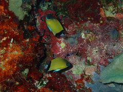 Pycnochromis retrofasciatus