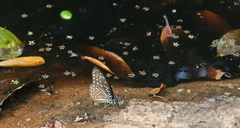 Graphium megarus