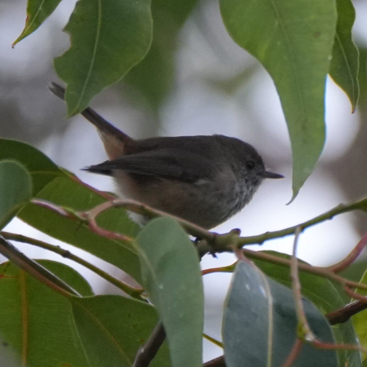 Inland Thornbill (Acanthiza apicalis), photo 5