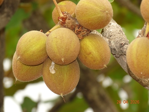 Shea Tree