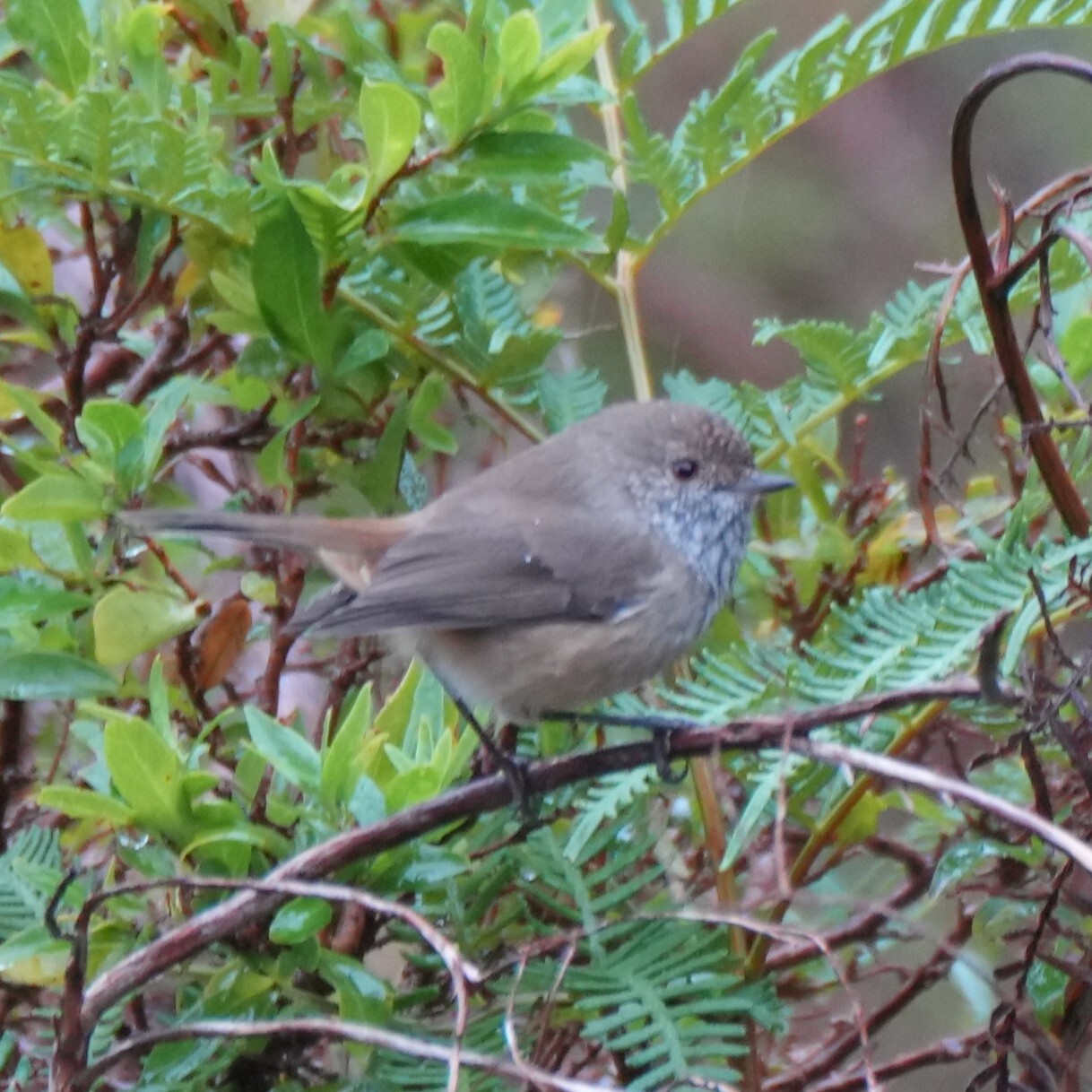Inland Thornbill (Acanthiza apicalis), photo 6