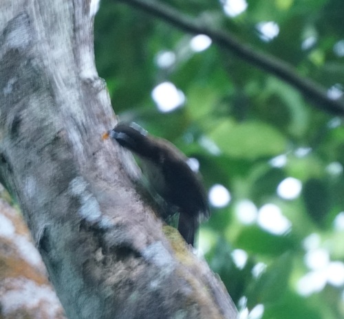 Sri Lanka Scimitar Babbler (Pomatorhinus melanurus), photo 9