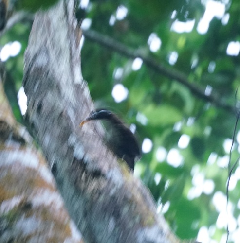 Sri Lanka Scimitar Babbler (Pomatorhinus melanurus), photo 5