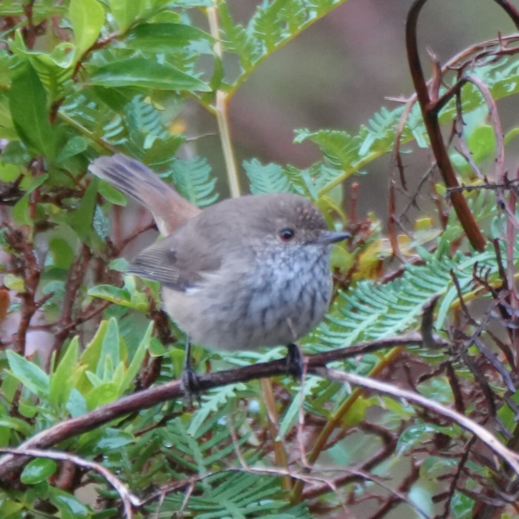 Inland Thornbill (Acanthiza apicalis), photo 7