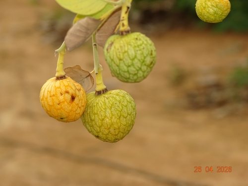 wild custard-apple