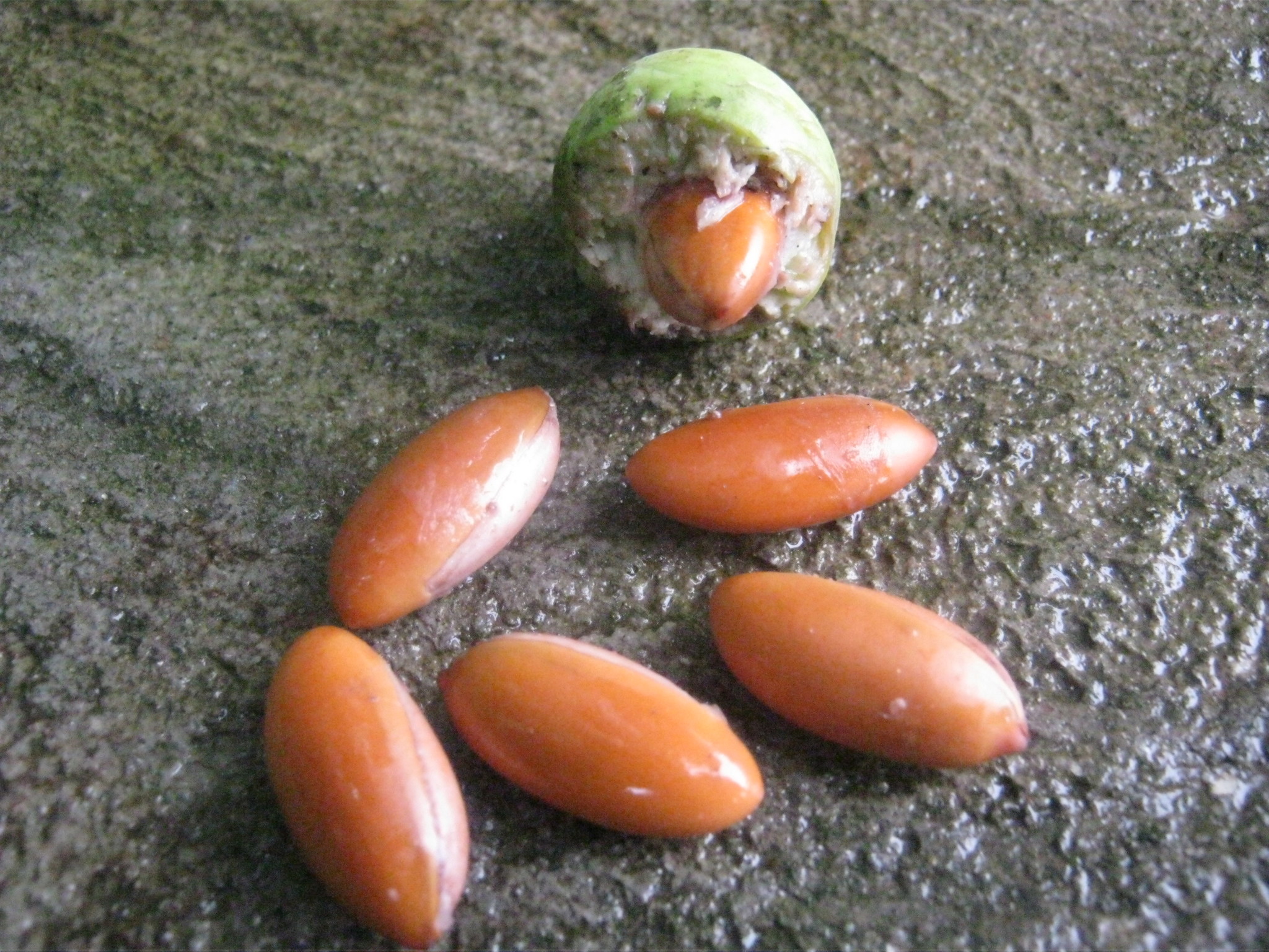 Diploknema butyracea
