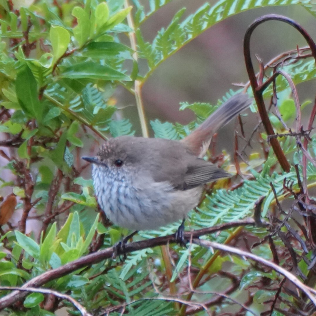 Inland Thornbill (Acanthiza apicalis), photo 8