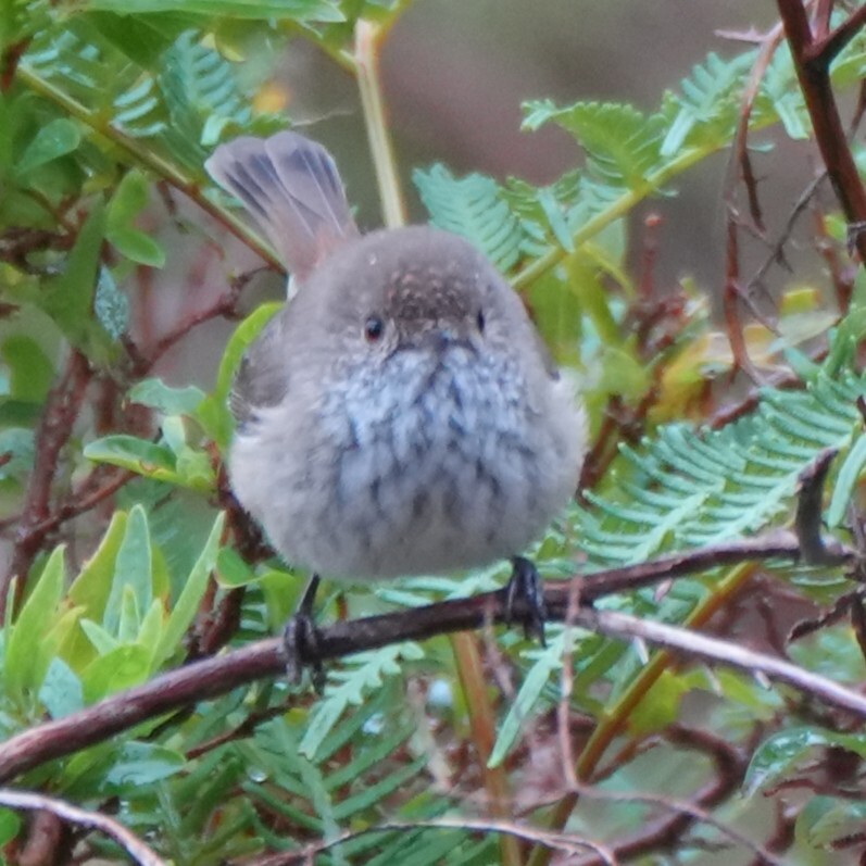 Inland Thornbill (Acanthiza apicalis), photo 9