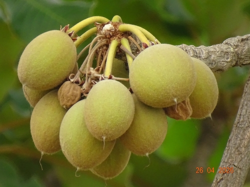 Shea Tree