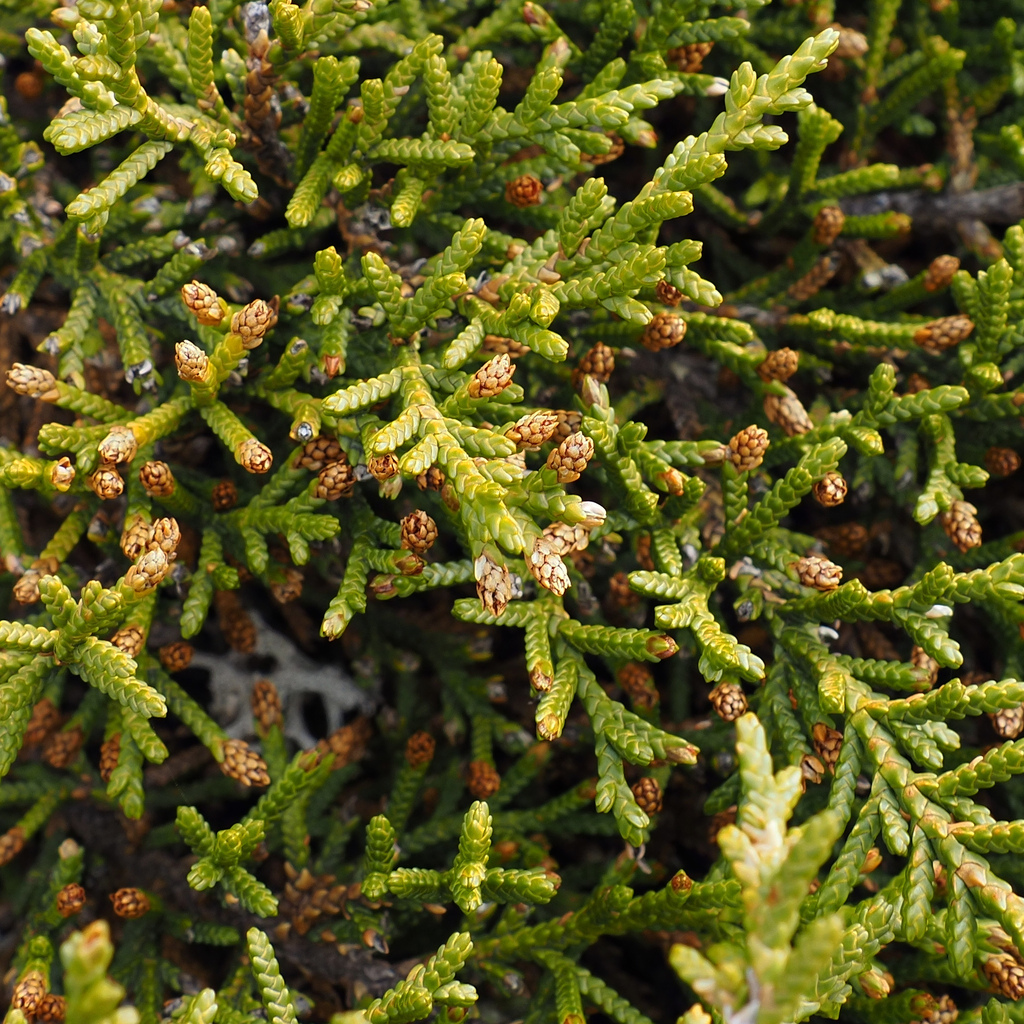 Microcachrys tetragona; photograph author not stated, no rights reserved