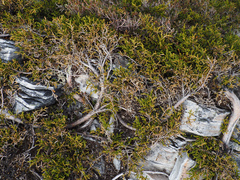 author not stated, no rights reserved Microcachrys tetragona, photograph author not stated, no rights reserved